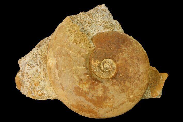Callovian Ammonite (Kosmoceras) Fossil in Rock - France #152753